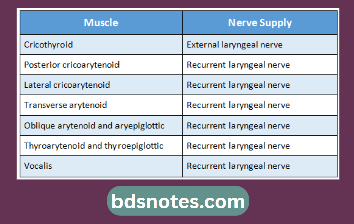Larynx Muscles And Nerve Supply