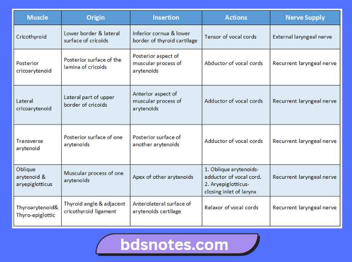 Larynx Muscles Origin Insertion Actions