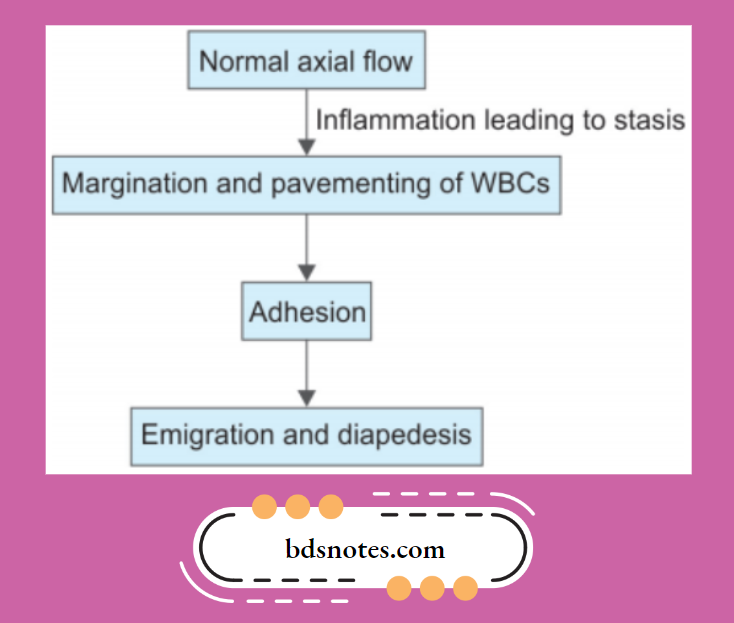 Leukocyte Recruitment Cascade