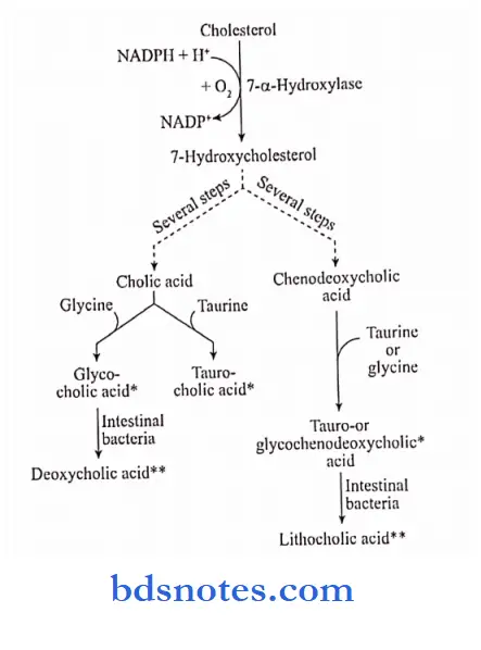 Lipids outline of bile acid synthesis