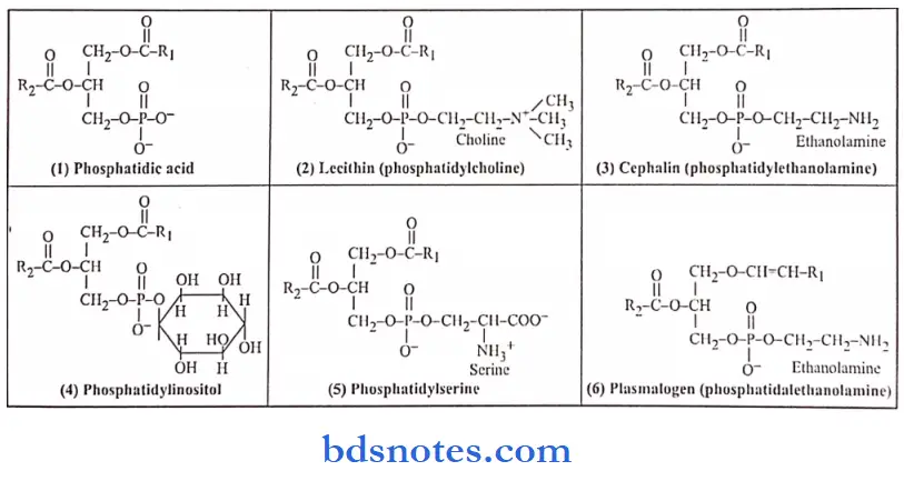 Lipids structures of phospholipids