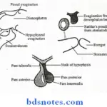 Miscellaneous development of hypophysis cerebi