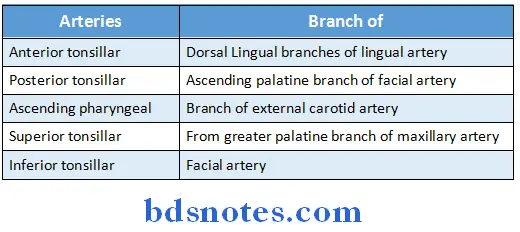 Mouth And Pharynx palatine tonsil arterial supply