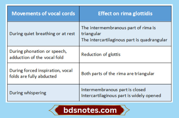 Movements Of Vocal Cords And Rima Glottidis