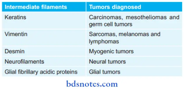Neoplasm Intermediate Filament's And Their Significance In The Diagnosis Of Tumor