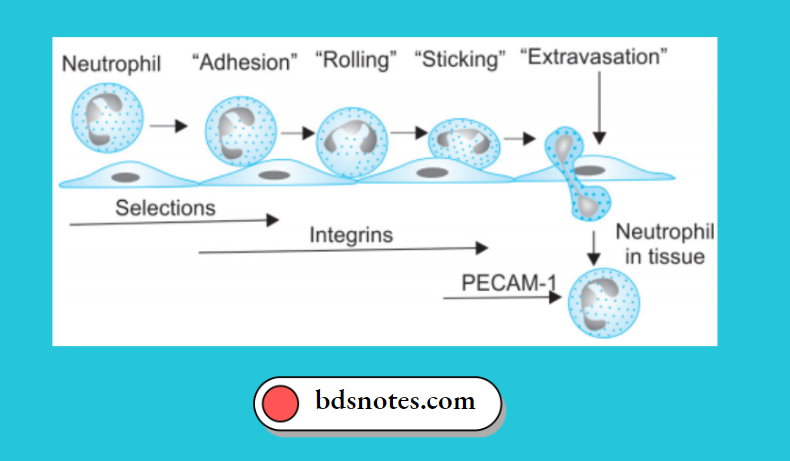 Neutrophil Extravasation Cascade