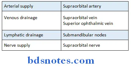 Nose And Paranasal Sinuses frontal sinus extend