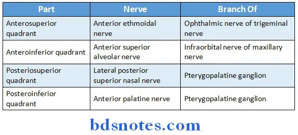Nose And Paranasal Sinuses general sensory nerves
