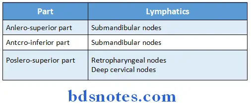 Nose And Paranasal Sinuses lyphatic drainage of nasal septum