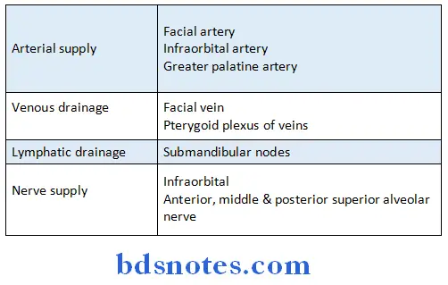 Nose And Paranasal Sinuses maxillary sinus