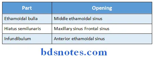 Nose And Paranasal Sinuses midle meatus of nose openings