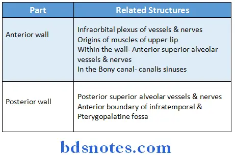 Nose And Paranasal Sinuses relations
