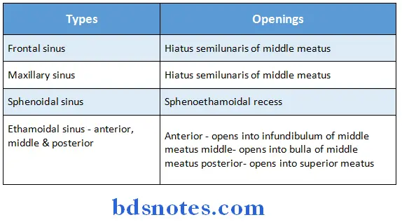 Nose And Paranasal Sinuses types and their openings