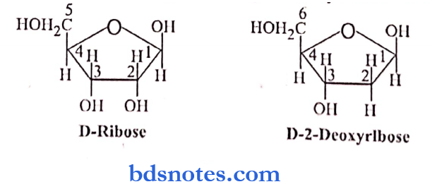 Nucleic Acids And Nucleotides Cytosine