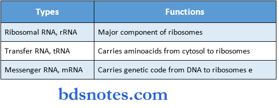 Nucleic Acids And Nucleotides RNA functions