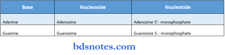Nucleic Acids And Nucleotides base