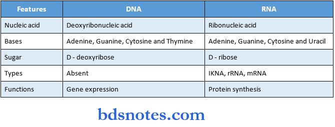 Nucleic Acids And Nucleotides featues Dna and rna