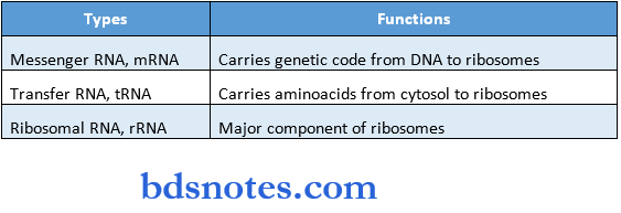 Nucleic Acids And Nucleotides ribonucleic acid