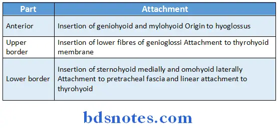 Osteology body of hyoid bone attachments