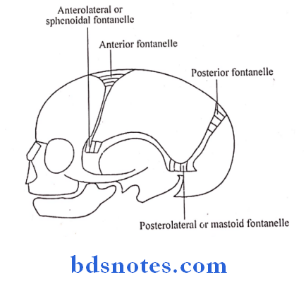 Osteology Question and Answers - BDS Notes