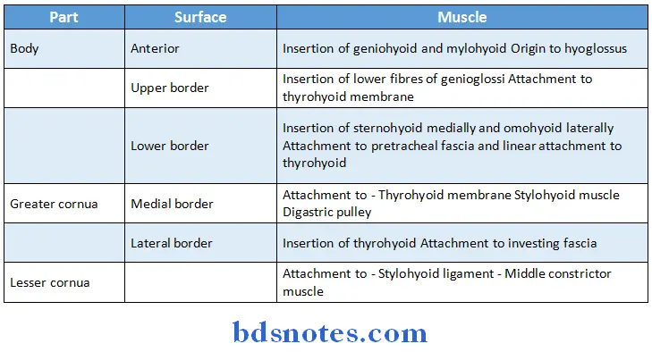 Osteology hyoid bone attachments