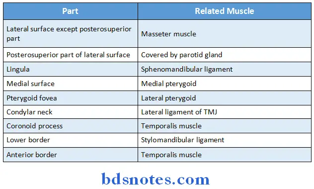 Osteology muscles related ramus of mandibule