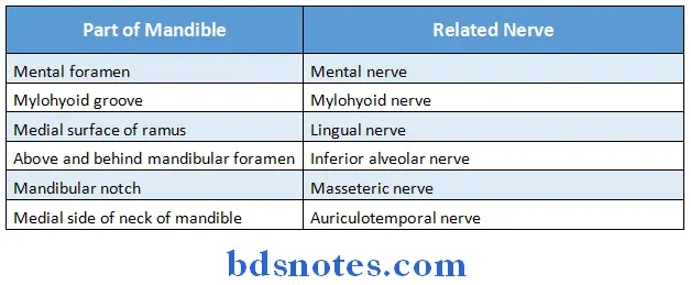 Osteology nerves related to mandible