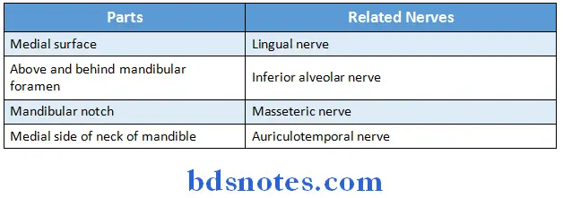 Osteology nerves related to ramus of mandible