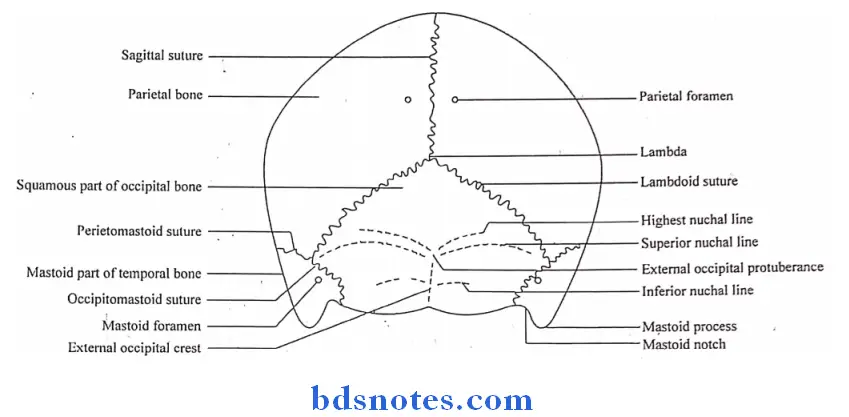 Osteology norma occipitalis