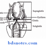 Osteology piriform fossa and recess