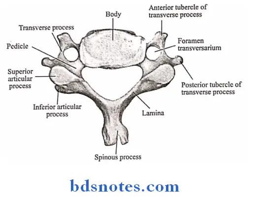 Osteology typical cervical vertebra seen from above