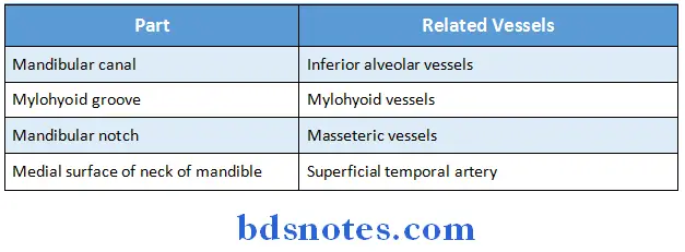 Osteology vessels related to ramus of mandible