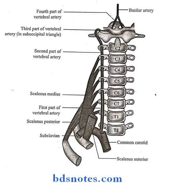 Prevertebral Region scheme showing parts of the vertebral artery as seen from the front