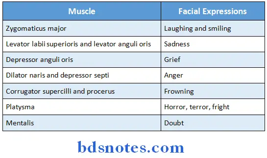 Scalp Temple And Face six muscles of facial espressions