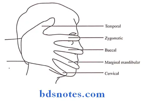 Scalp Temple And Face terminal branches of the facial nerve