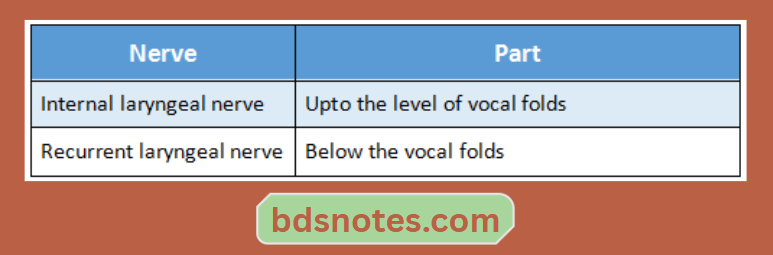 Sensory Nerves Of Larynx