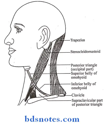 Side Of The Neck boundaries of the posterior traingle