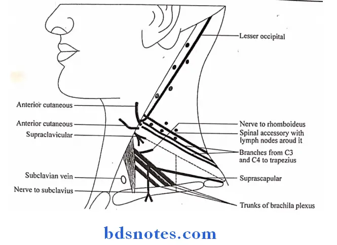 Side Of The Neck nerves seen in the posterior traingle of the neck