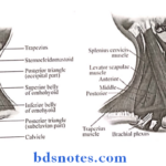 Side Of The Neck posterior traingle of the neck and floor of the posterior traingle of neck