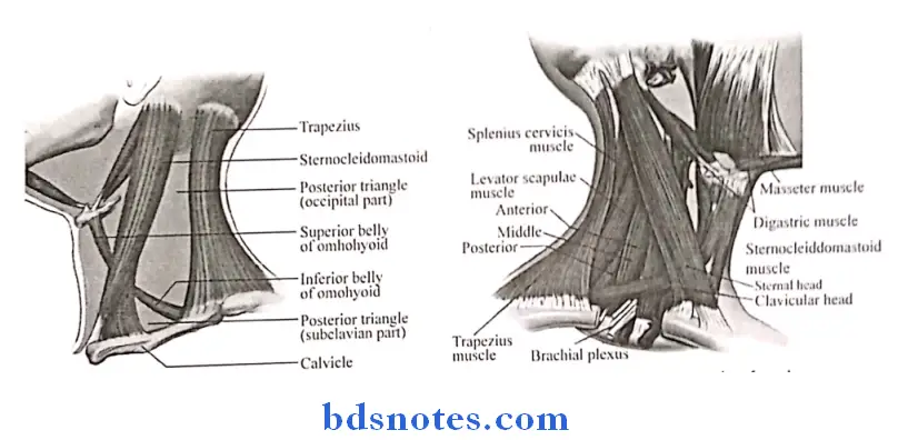 Side Of The Neck posterior traingle of the neck and floor of the posterior traingle of neck