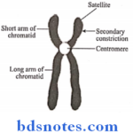 Some Preliminary Considerations structure of chromosome