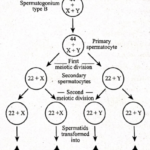 Spermatogenesis And Oogenesis stages in spermatongenesis