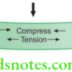 Structure and Properties Dental Materials Complex stresses produced by a three point loading of a beam
