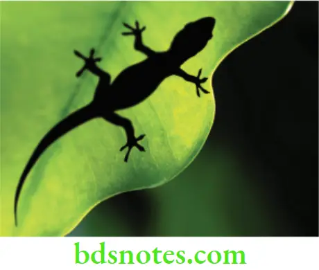 Structure and Properties Dental Materials Geckos can stick to walls and ceilings because of vander Waals forces
