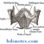 Submandibular Region mylohyoid muscle