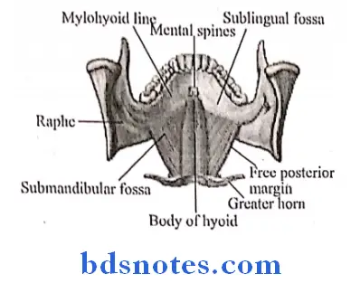 Submandibular Region mylohyoid muscle