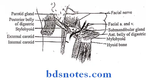 Submandibular Region superificial relation of mylohyoid muscle