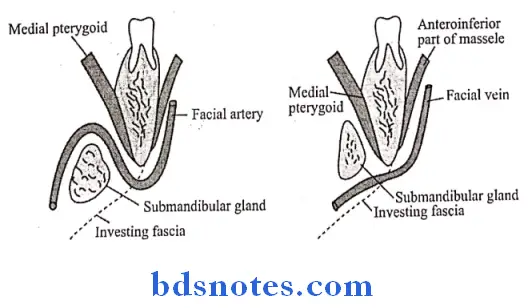 Submandibular Region vascular supply of submandibular gland