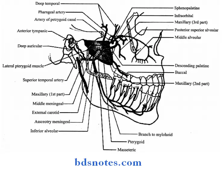 Temporal And Infratemporal Regions branchs of maxillary artery