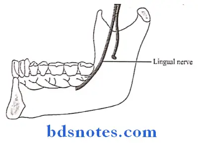 Temporal And Infratemporal Regions close relation of lingual nerve to the last molar tooth